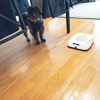 ブラーバ/アイロボット/アイロボットジャパン・モニター/部屋全体/フォロワーの皆様に感謝です♫...などのインテリア実例 - 2019-08-16 12:47:06