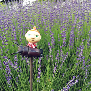 棚 クワガタのインテリア実例 Roomclip ルームクリップ