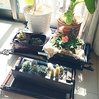 壁/天井/赤ちゃんと暮らす/インドアグリーン/建て売りでもお洒落にしたい/ナチュラルモダン...などのインテリア実例 - 2018-02-09 12:44:51