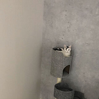 猫の足跡のインテリア実例 Roomclip ルームクリップ