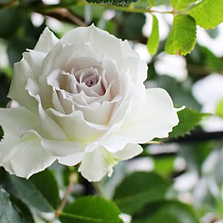 バラ ガブリエルのおしゃれなアレンジ 飾り方のインテリア実例 Roomclip ルームクリップ