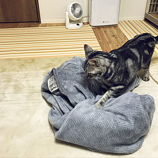 AntronHomeラグ/アントロンホームラグ/ペットと暮らす家/やわらかケット/西川...などのインテリア実例 - 2019-12-02 19:15:12