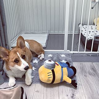 しまむら 犬のいる暮らしのインテリア実例 Roomclip ルームクリップ