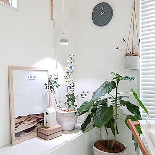 ユーカリ 挿し木のインテリア実例 Roomclip ルームクリップ ユーカリ 挿し木のインテリア実例 Roomclip ルームクリップ