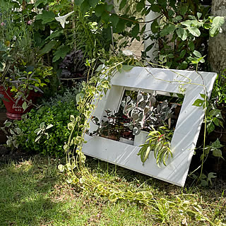 額縁プランターのインテリア実例 Roomclip ルームクリップ