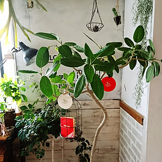 ベッド周り/5周年おめでとうございます!/観葉植物/植物/ブリックタイル...などのインテリア実例 - 2017-07-29 13:52:57