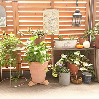 ガーデニング ローズゼラニウムのインテリア実例 Roomclip ルームクリップ