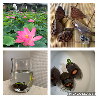 部屋全体 蓮の花托のインテリア実例 Roomclip ルームクリップ 部屋全体 蓮の花托のインテリア実例 Roomclip ルームクリップ