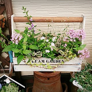 寄せ植え ペンタスのインテリア実例 Roomclip ルームクリップ