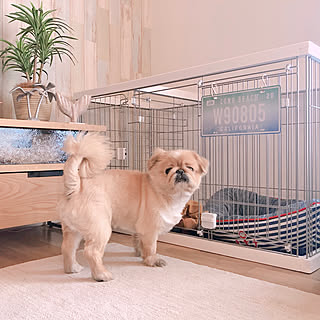 シニア犬のインテリア実例 Roomclip ルームクリップ