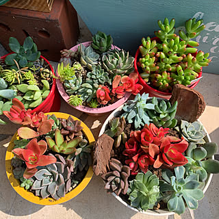 多肉寄せ植え 火祭りのインテリア実例 Roomclip ルームクリップ 多肉寄せ植え 火祭りのインテリア実例 Roomclip ルームクリップ