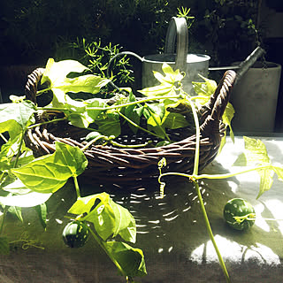 玄関/入り口/子供達と暮らす/植物のある暮らし/好きなものに囲まれた暮らし/オキナワスズメウリ部...などのインテリア実例 - 2018-10-01 07:54:56