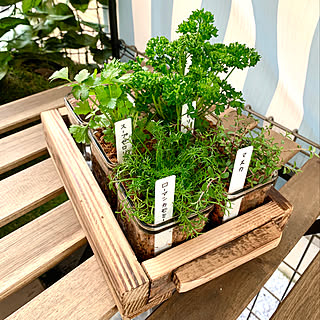 スープセロリのインテリア実例 Roomclip ルームクリップ