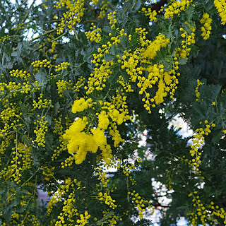 ミモザの花芽のインテリア実例 Roomclip ルームクリップ