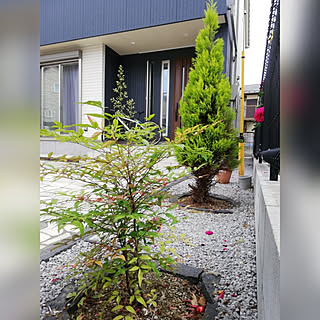 コニファーウィルマのインテリア実例 Roomclip ルームクリップ