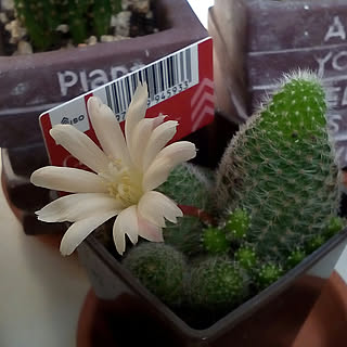 リビング サボテンの花のインテリア実例 Roomclip ルームクリップ リビング サボテンの花のインテリア実例 Roomclip ルームクリップ
