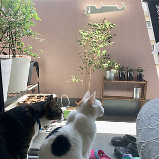 ベンジャミンバロック 猫と暮らすのおしゃれなアレンジ 飾り方のインテリア実例 Roomclip ルームクリップ