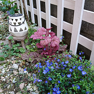 日陰でも育つ植物 のインテリア実例 Roomclip ルームクリップ 日陰でも育つ植物 のインテリア実例 Roomclip ルームクリップ