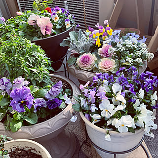 パンジー寄せ植え パンジーとビオラのインテリア実例 Roomclip ルームクリップ