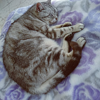 ベッド周り/ねこのいる日常/猫ですいません/見てくださってありがとうございます/運が上がりますように...などのインテリア実例 - 2019-05-03 07:26:55