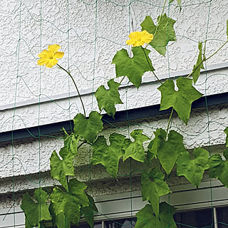 ヘチマのインテリア実例 Roomclip ルームクリップ