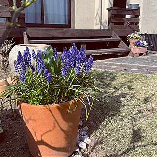 ムスカリは植えっぱなしですのインテリア実例 Roomclip ルームクリップ