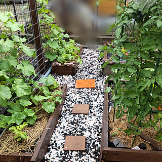 家庭菜園 レイズドベッドのインテリア実例 Roomclip ルームクリップ 家庭菜園 レイズドベッドのインテリア実例 Roomclip ルームクリップ