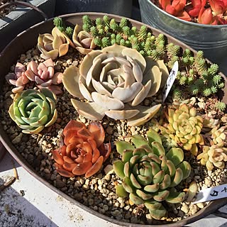 葉焼けのインテリア実例 Roomclip ルームクリップ