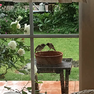カバードポーチ/ばら/NO GREEN NO LIFE/芝生の庭/ガーデニング...などのインテリア実例 - 2019-05-21 08:47:14