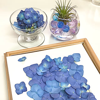 シリカゲルドライフラワー 紫陽花シリカゲルドライのインテリア実例 Roomclip ルームクリップ