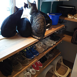 玄関/入り口/暮らしの一コマ/フォロー&いいね ありがとうございます♡/保護猫/りー♂...などのインテリア実例 - 2018-03-21 08:59:08