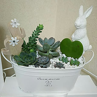 日替わり投稿企画!木曜日/多肉植物/多肉/多肉寄せ植え/木工作品...などのインテリア実例 - 2017-08-03 11:25:49