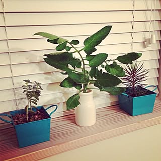 夏っぽい観葉植物のインテリア実例 Roomclip ルームクリップ 夏っぽい観葉植物のインテリア実例 Roomclip ルームクリップ