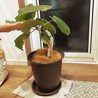 ウンベラータ♡/おひさしぶりです！/いつもありがとうございます♪感謝☆/RCの出会いに感謝♡/壁/天井のインテリア実例 - 2020-02-22 18:58:02