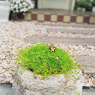 アイリッシュモスのインテリア実例 Roomclip ルームクリップ