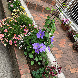 花壇 オダマキのおしゃれなインテリアコーディネート レイアウトの実例 Roomclip ルームクリップ