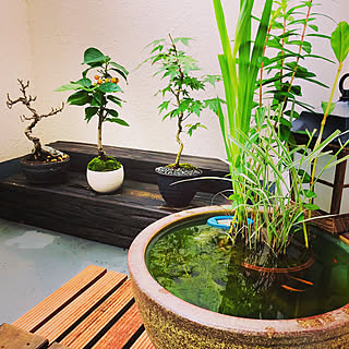盆栽 ビオトープのおしゃれなアレンジ 飾り方のインテリア実例 Roomclip ルームクリップ