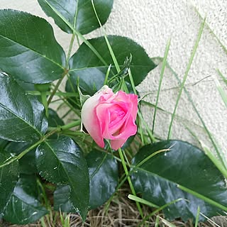キッチン/Room Clip 症候群/花のある暮らし/いいね&フォローありがとうございます☆/拙いコメントゴメン(>_<)ゞ...などのインテリア実例 - 2017-06-04 10:53:10