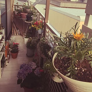 ウッドデッキDIY /ラティスフェンス/ベランダガーデン♪/いつもいいねをありがとうございます♡/ベランダで鉢植えの薔薇...などのインテリア実例 - 2017-06-04 16:40:03