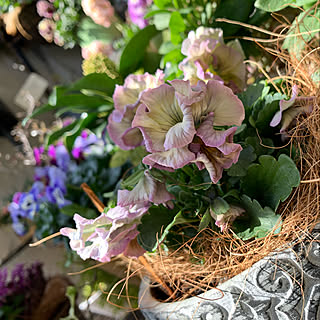 パンジー/笹色紅/ベランダガーデニング/ベランダガーデン/コメントお気遣いなく♡...などのインテリア実例 - 2020-02-24 23:16:48