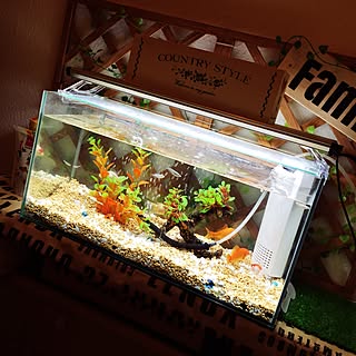 玄関 入り口 金魚水槽のインテリア実例 Roomclip ルームクリップ