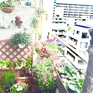 プチ家庭菜園のインテリア実例 Roomclip ルームクリップ