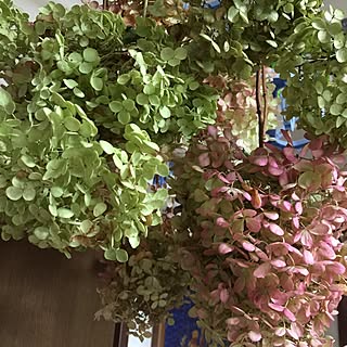 壁/天井/柏葉紫陽花ドライ/アナベルドライ/団地でベランダガーデン/RC北海道支部...などのインテリア実例 - 2015-09-09 08:58:25