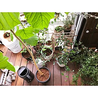 玄関/入り口/ベランダガーデン/いいね&フォローありがとうございます☆/マンションインテリア/後ほどゆっくりお邪魔します♡...などのインテリア実例 - 2017-06-24 22:36:24