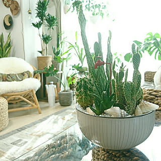 100均のサボテンのインテリア実例 Roomclip ルームクリップ