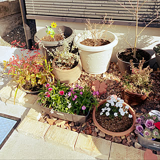 イベリス ブライダルブーケのインテリア実例 Roomclip ルームクリップ