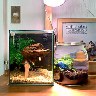 熱帯魚 ネオンテトラのインテリア実例 Roomclip ルームクリップ 熱帯魚 ネオンテトラのインテリア実例 Roomclip ルームクリップ