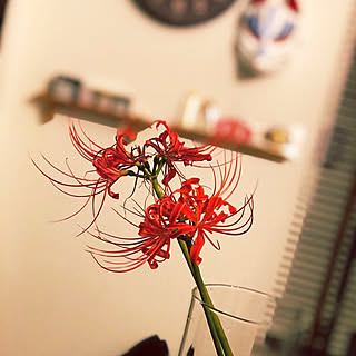 リビング 彼岸花のインテリア実例 Roomclip ルームクリップ