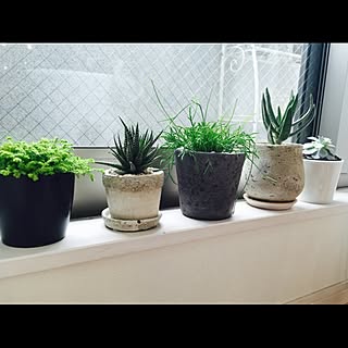 クッションモスのインテリア実例 Roomclip ルームクリップ
