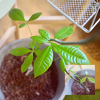 観葉植物 切り戻しのインテリア実例 Roomclip ルームクリップ